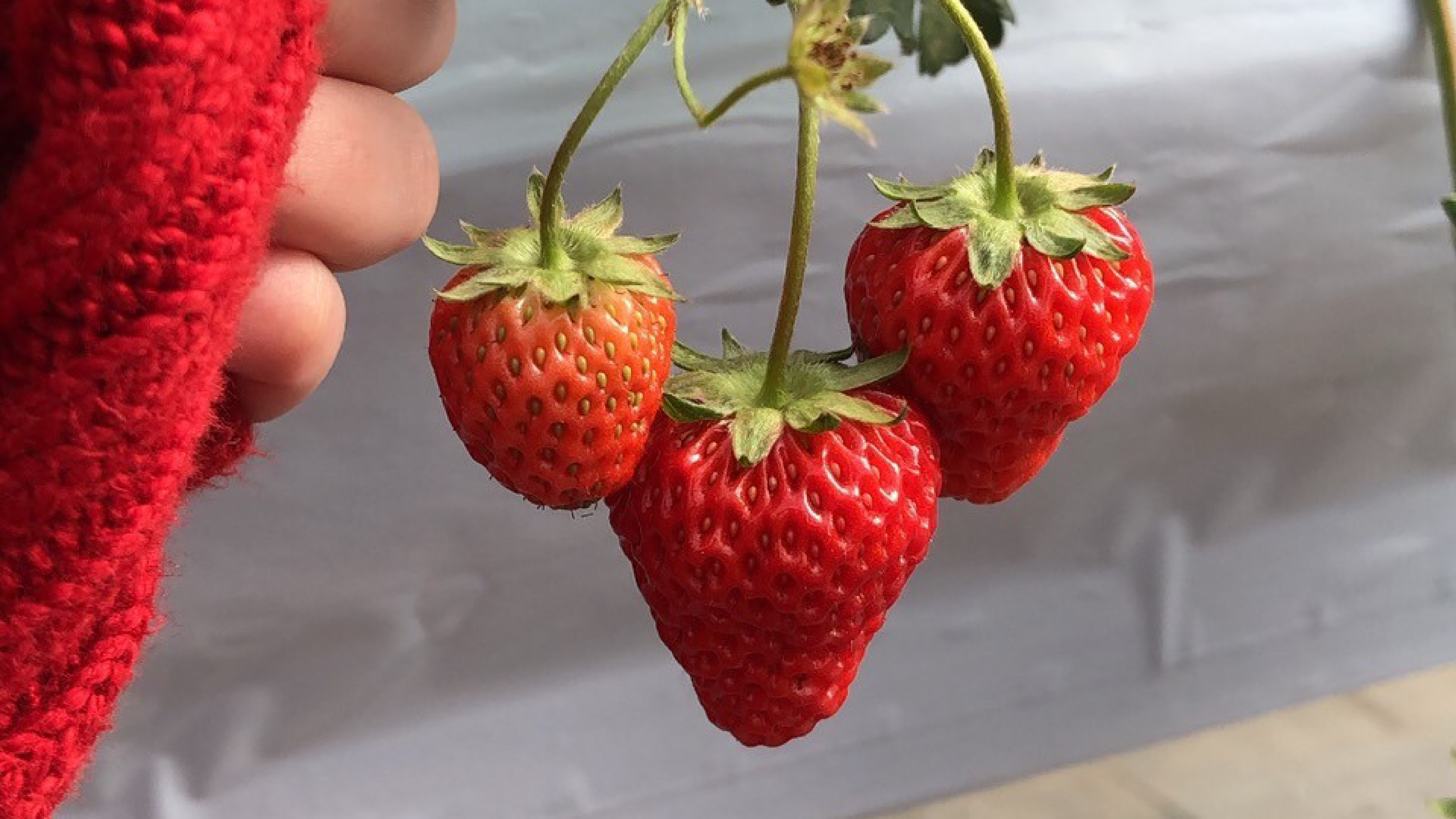 Strawberry Picking Trip Part 1