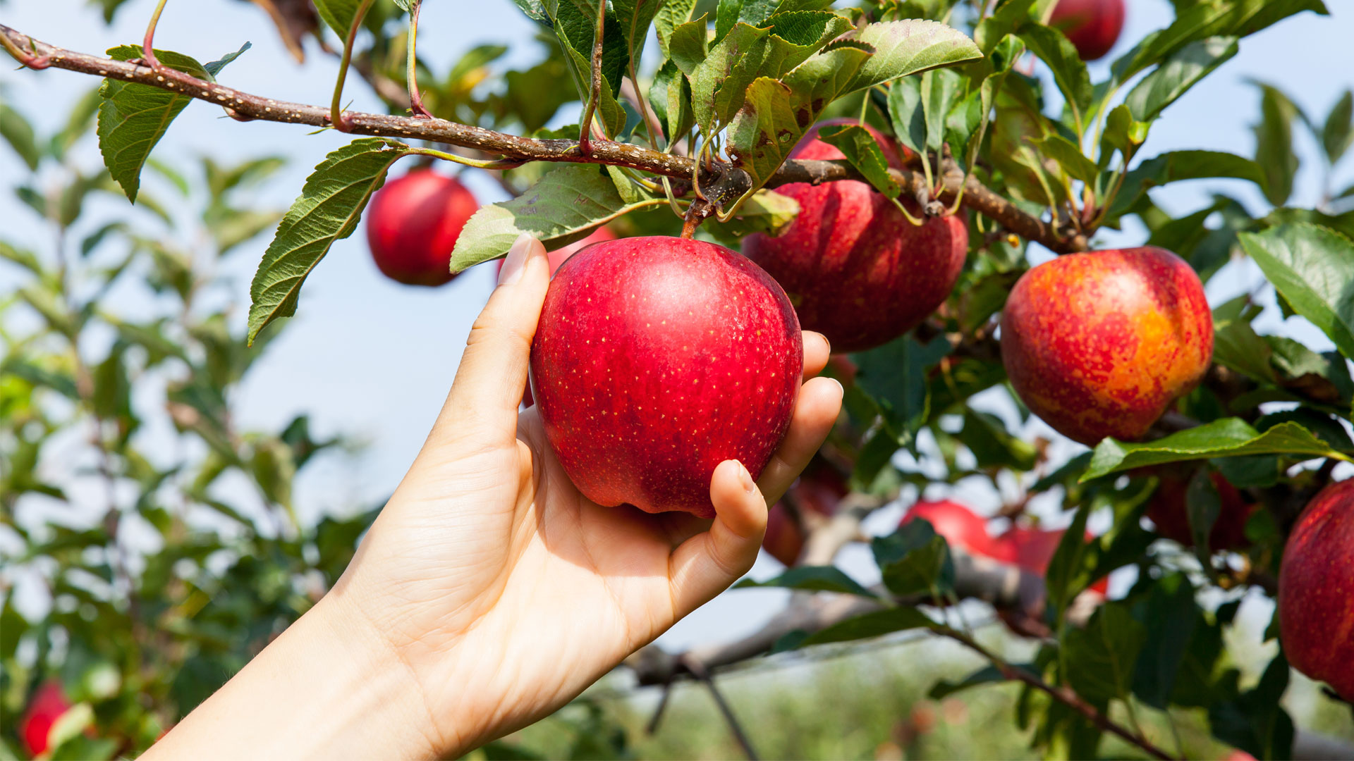 Apple Picking & Hofu Tenmangu Shrine Trip
