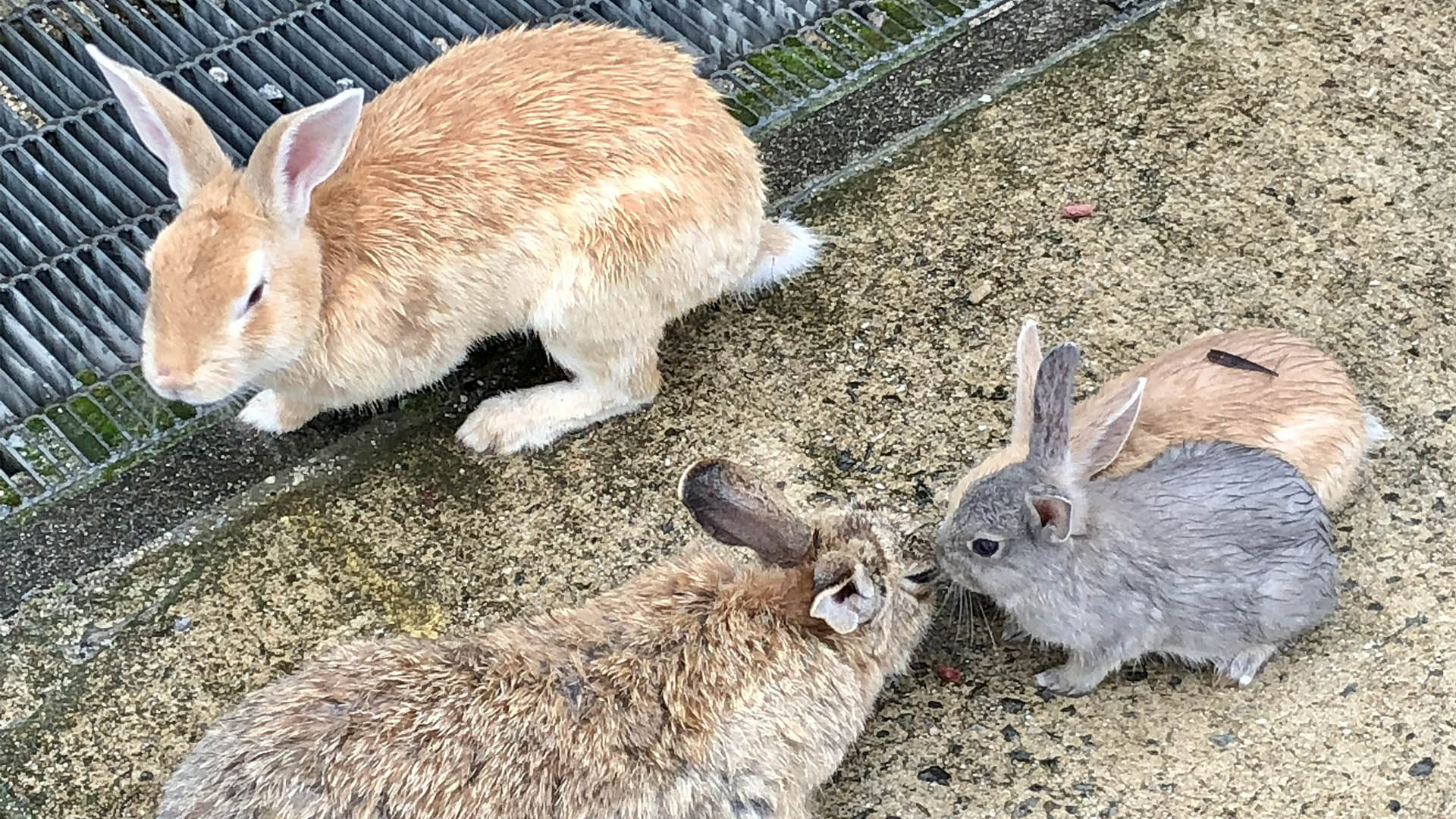 MCCS Bunny Island Trip