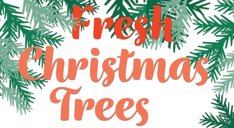 Fresh Christmas Trees at Main Gate Marine Mart