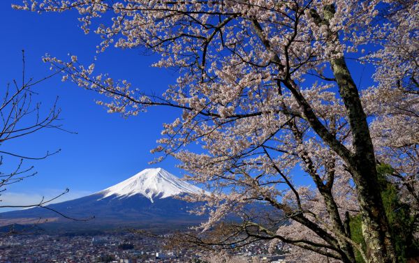 Mysterious Forest & Arakurayama Trip